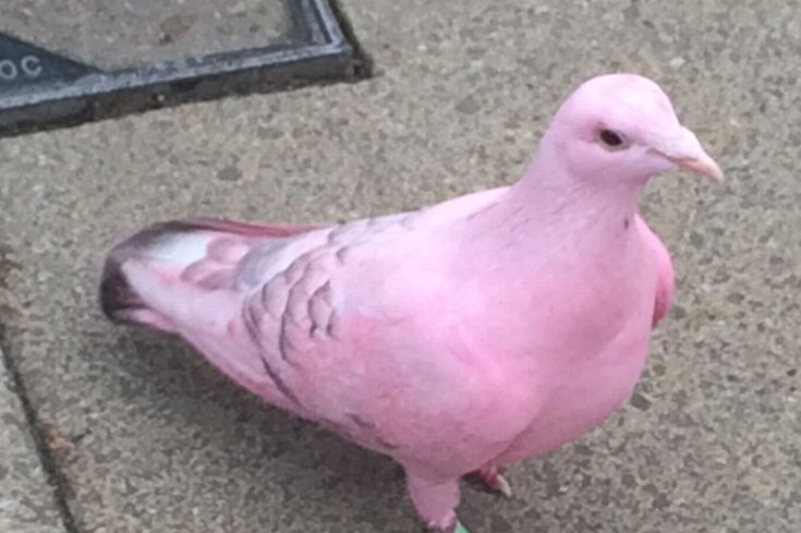 a pink bird is standing on the sidewalk