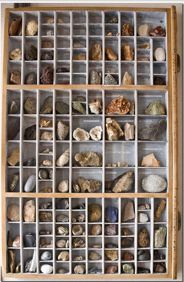 a wooden shelf filled with lots of different types of rocks and shells on top of it