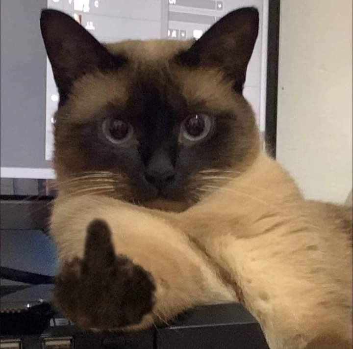 a siamese cat sitting on top of a computer desk with its paw up to the camera