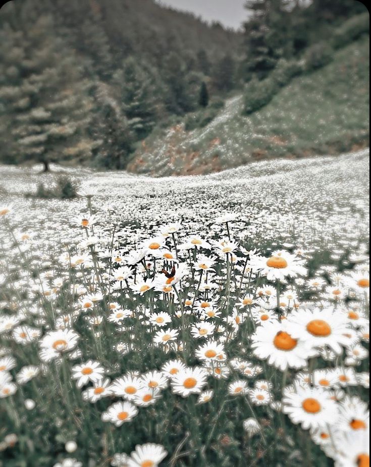 a field full of white daisies with trees in the background