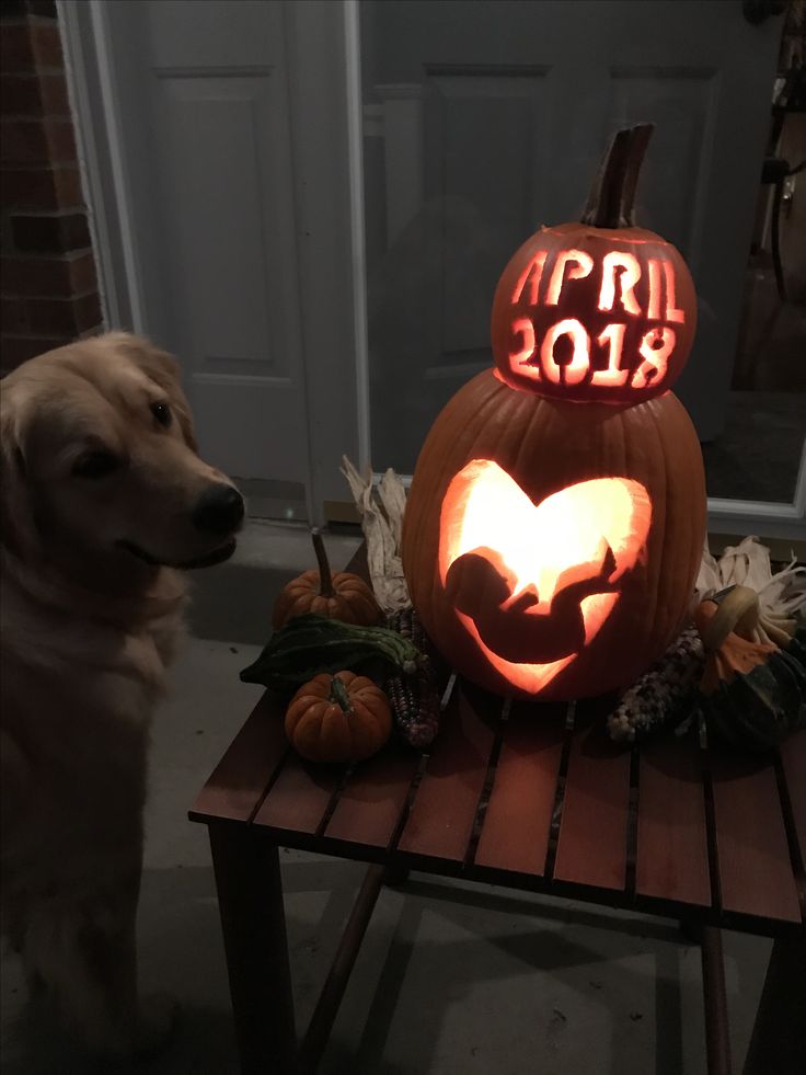 a dog is sitting next to a pumpkin carved with the year 2018 on it's face