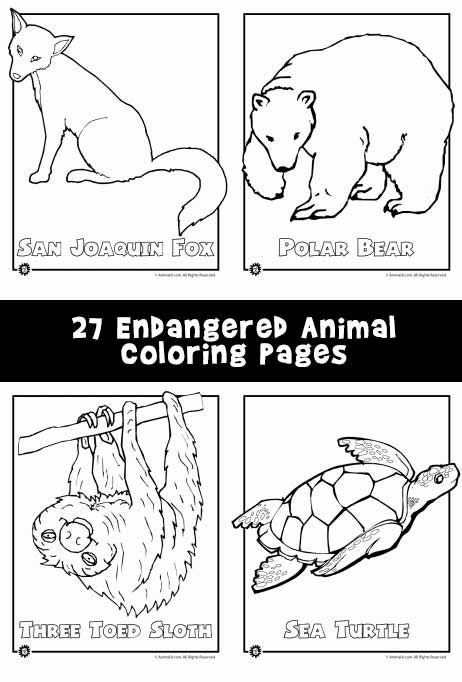 coloring pages with animals and their names in black and white, including an image of a bear