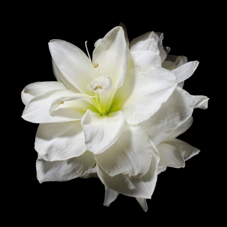 a large white flower on a black background