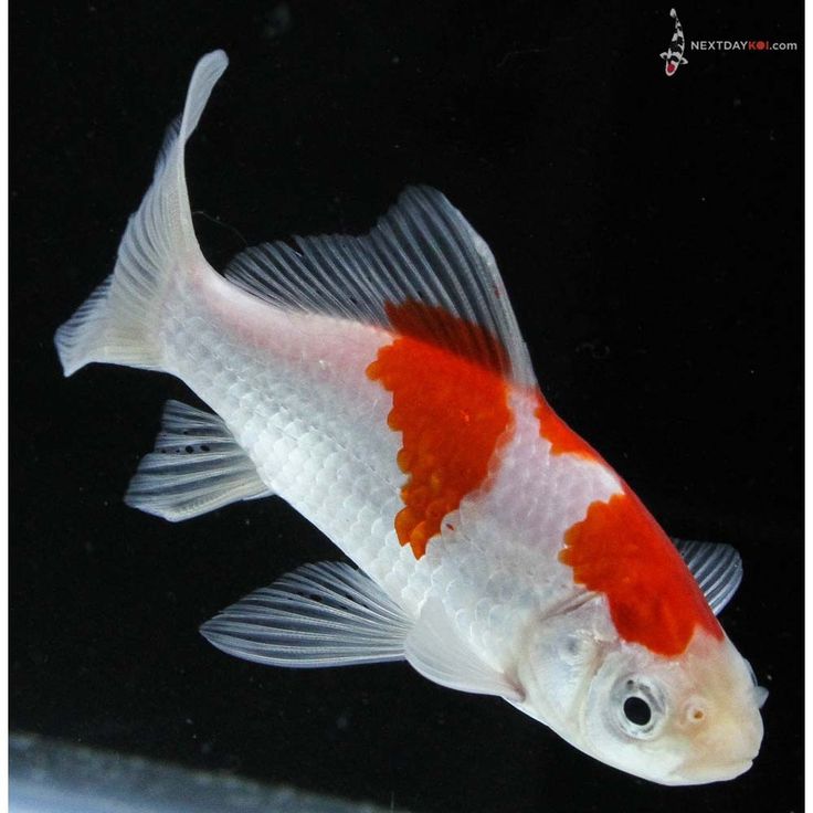 an orange and white fish swimming in water