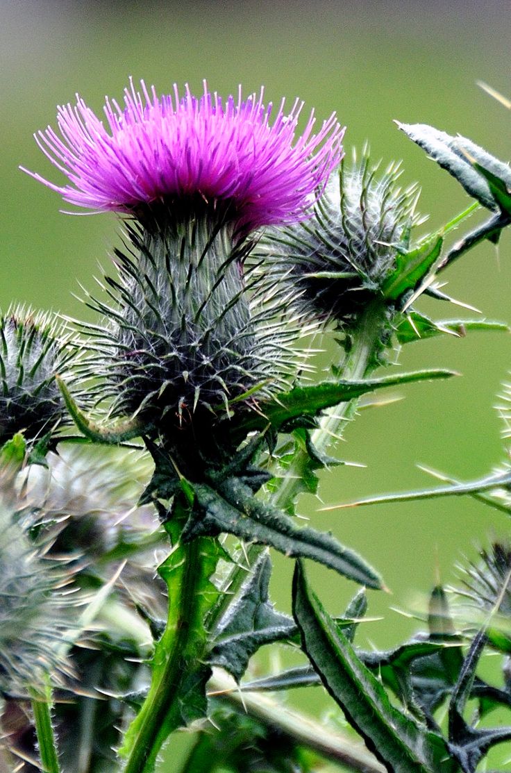 a purple thistle flower with green leaves in the background