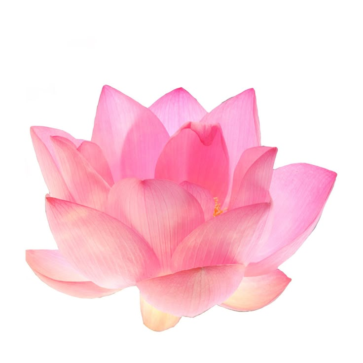 a pink lotus flower on a white background