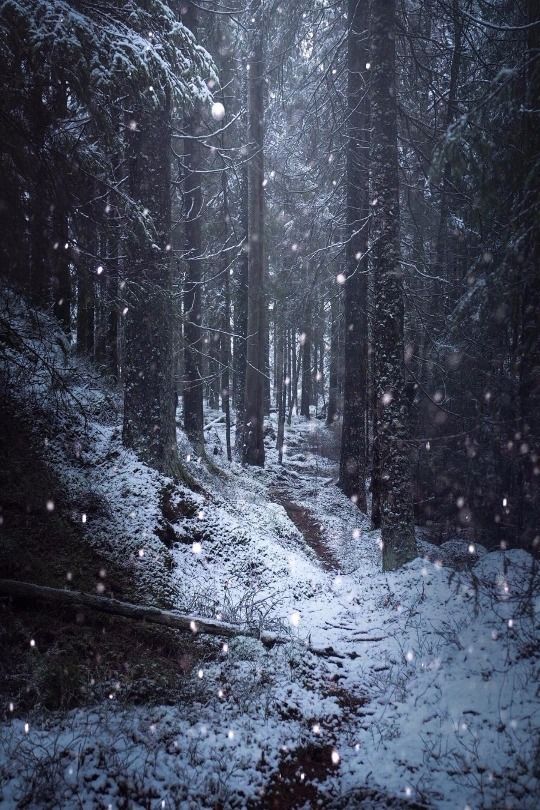 a snowy path in the woods with trees and snow falling down on it's sides