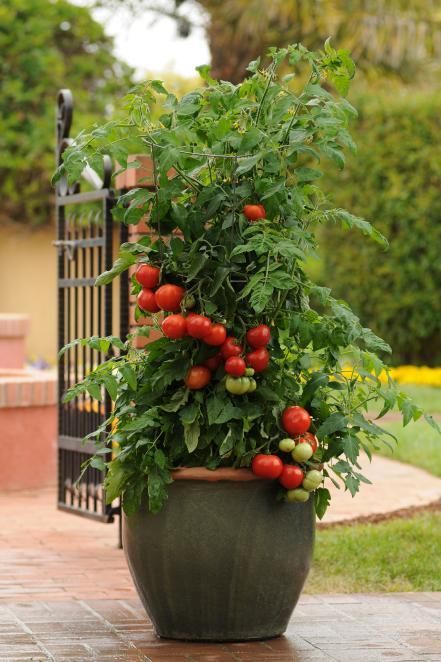 a potted plant with tomatoes growing on it