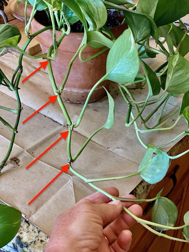 a hand is pointing at the green leaves on a potted plant with red arrows