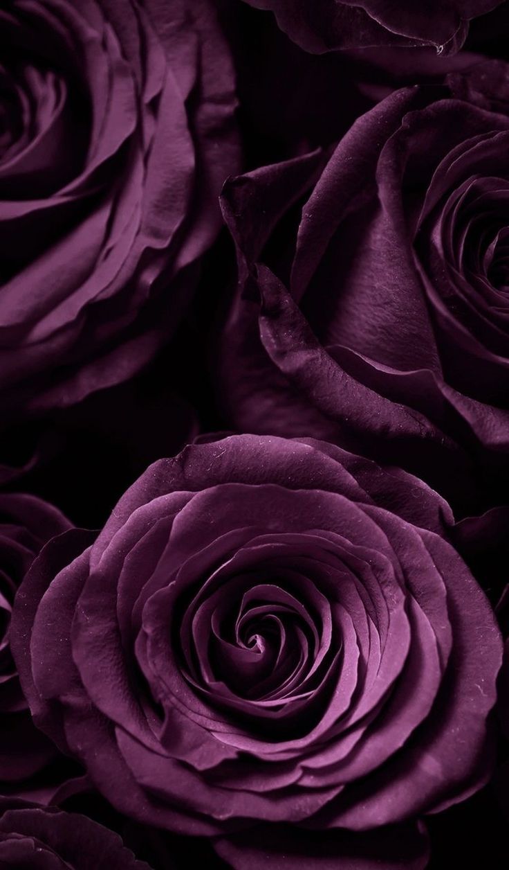 purple roses are arranged together in a close up view, with the petals slightly open