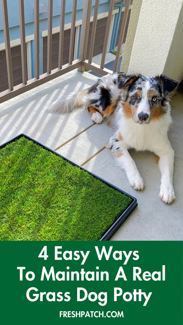 a dog laying on the ground next to a grass mat with text overlay that reads 4 easy ways to maintain a real grass potty