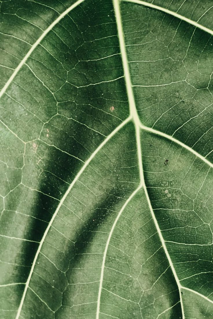 the underside of a large green leaf