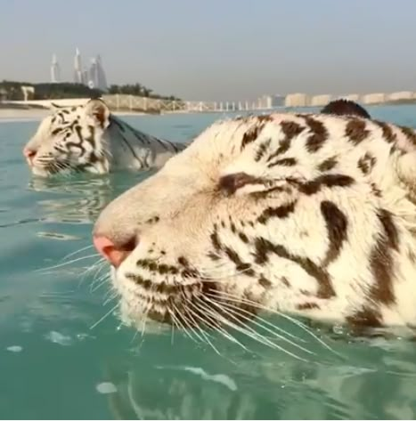 two white tigers swimming in the water near each other