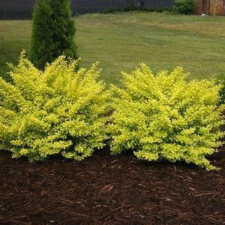 some bushes are in the middle of a yard