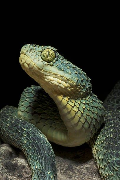 a close up of a green snake on a black background with its head turned to the side