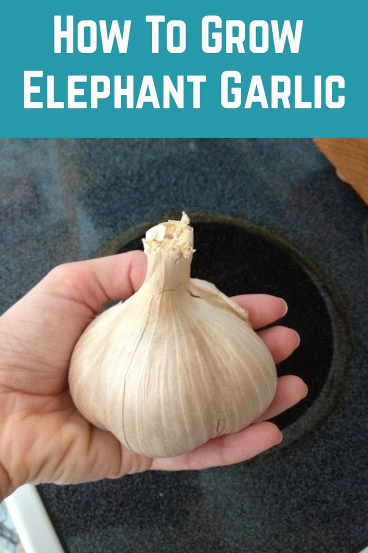 a person holding a garlic in their hand with the title how to grow elephant garlic