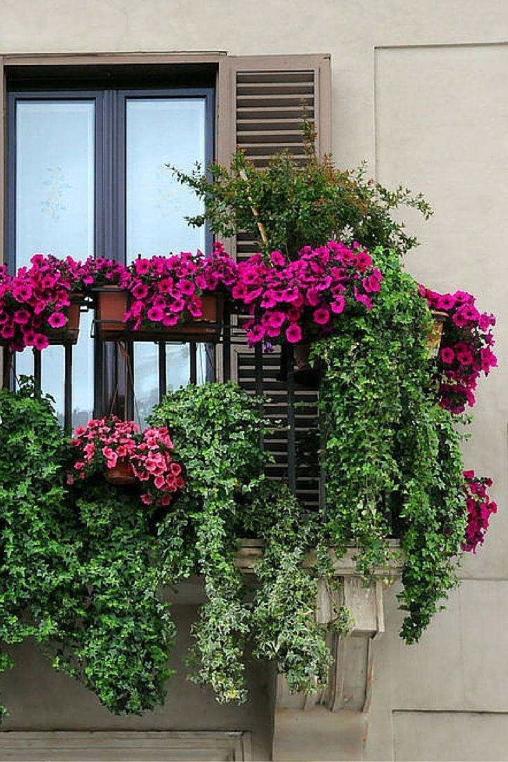 flowers are growing on the window sill outside