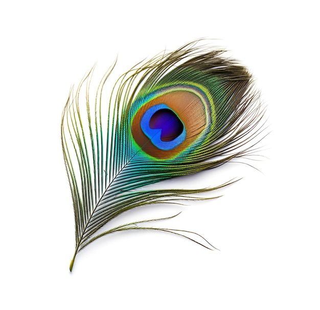 a blue and green peacock feather on a white background