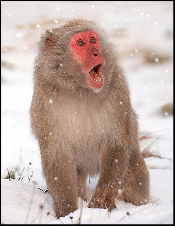 a monkey with its mouth open in the snow