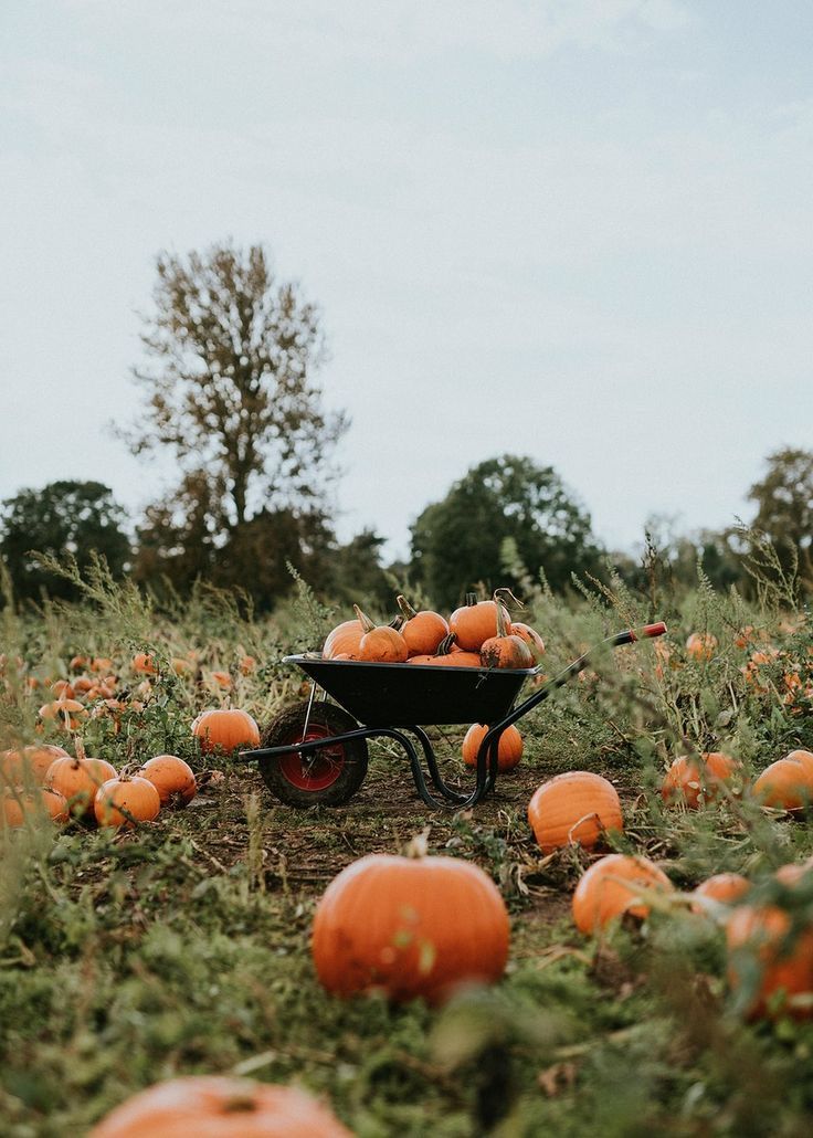 Pumpkin Photography Ideas, October Photos, Pumpkin Picture, Pumpkin Photography, Pumpkin Paintings, Autumn Field, Desktop Wallpaper Fall, Pumpkin Field, Fall Cottagecore