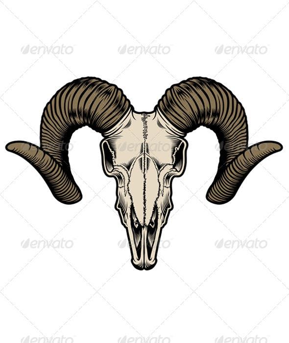 a ram skull with long horns on a white background