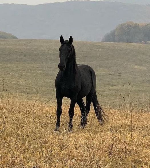 a black horse is standing in the grass