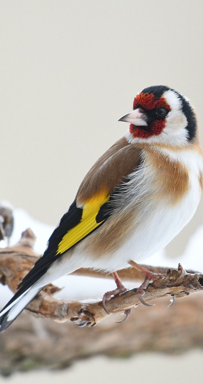 a small bird sitting on top of a tree branch