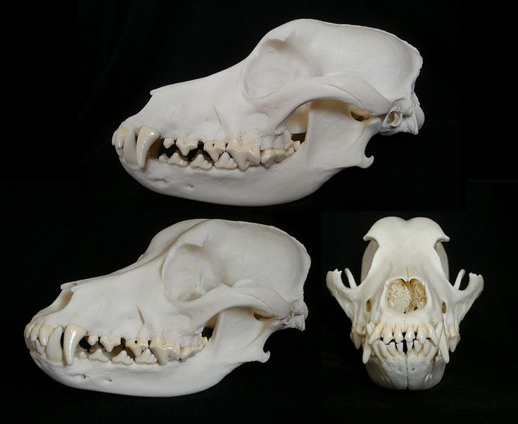 three different views of the skull of an animal