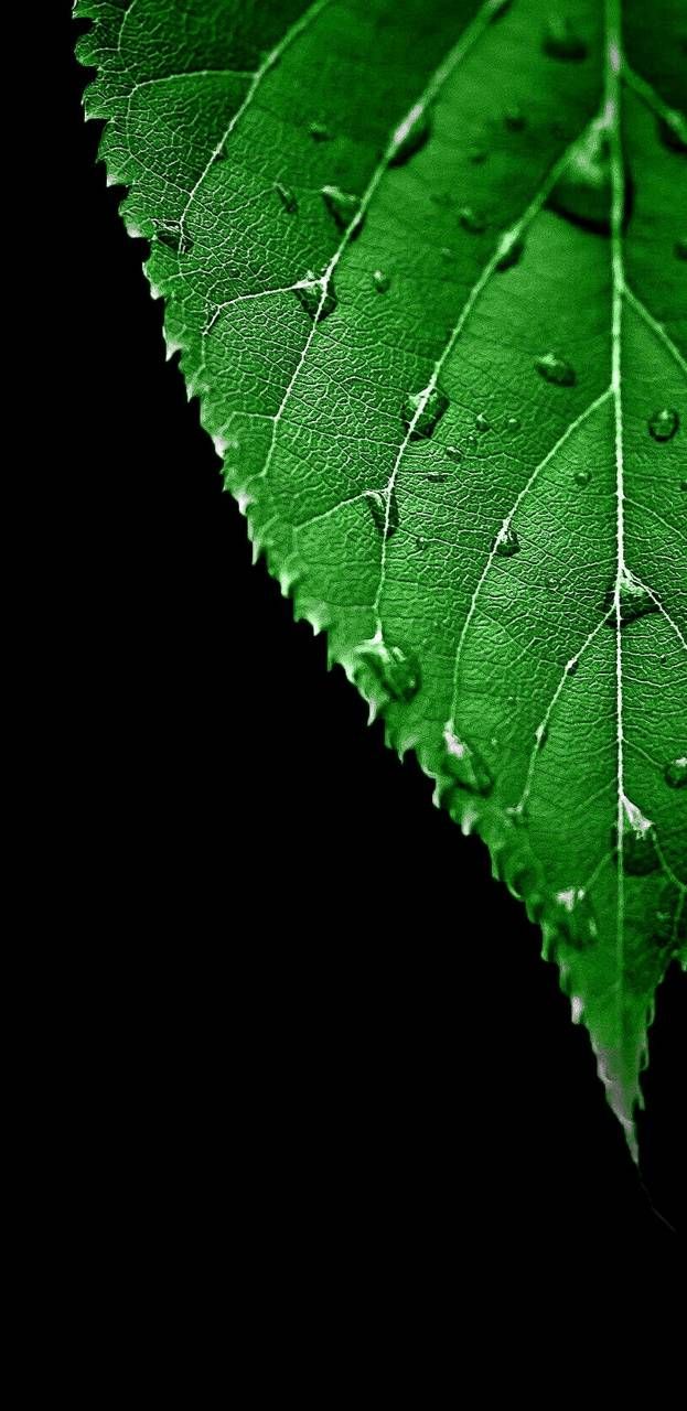 a green leaf with drops of water on it's leaves, against a black background