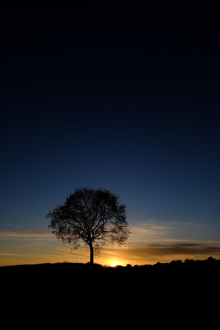 a lone tree silhouetted against the setting sun