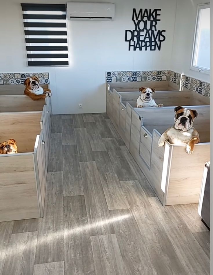 two dogs are sitting in the middle of some drawers