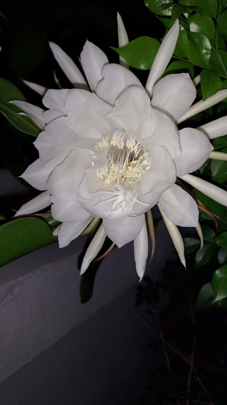 a large white flower sitting on top of a lush green plant