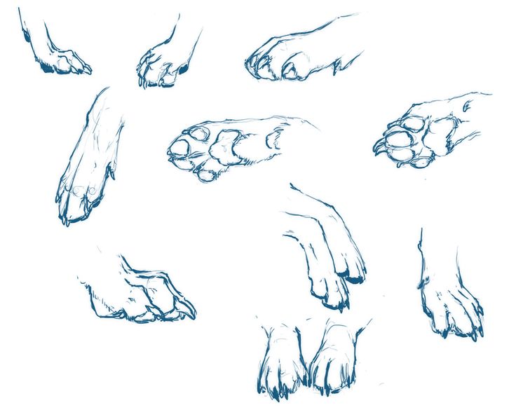 the hands and feet of a dog are drawn in blue ink