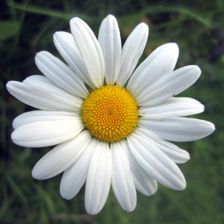 a white and yellow flower with green leaves in the backgroup, taken from above