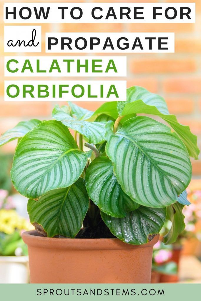 a potted plant with the title how to care for and propagate calathea orbifolia