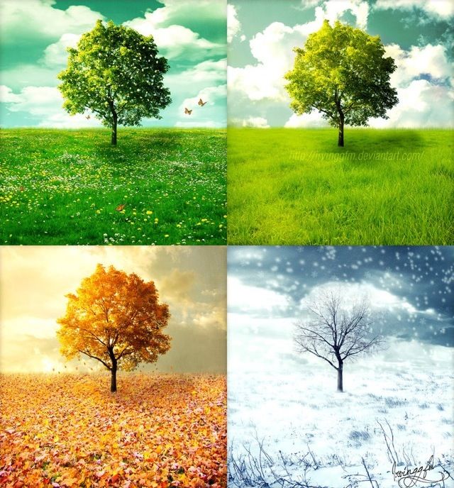 four different trees with leaves on them