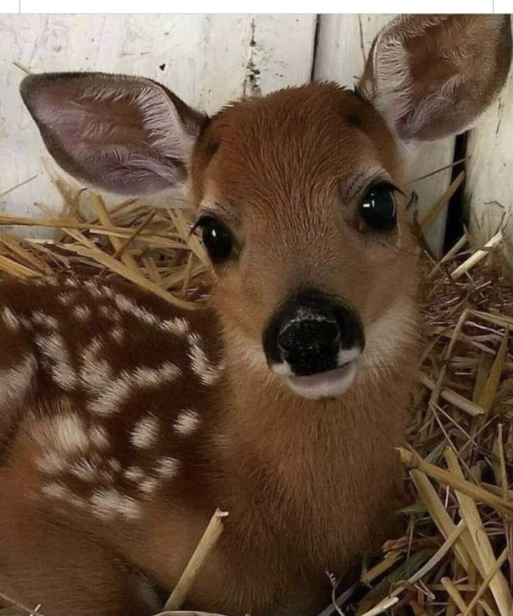 a baby deer is laying down in the hay