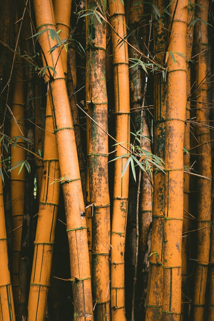 an image of many bamboo trees that are brown and green with leaves growing on them