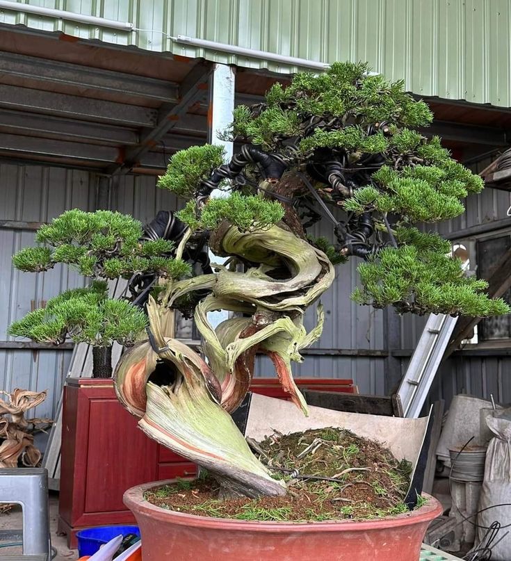 a bonsai tree sitting in a pot on top of a table next to other items