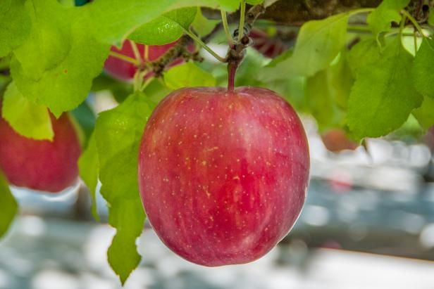 an apple hanging from a tree branch with green leaves and red apples in the background