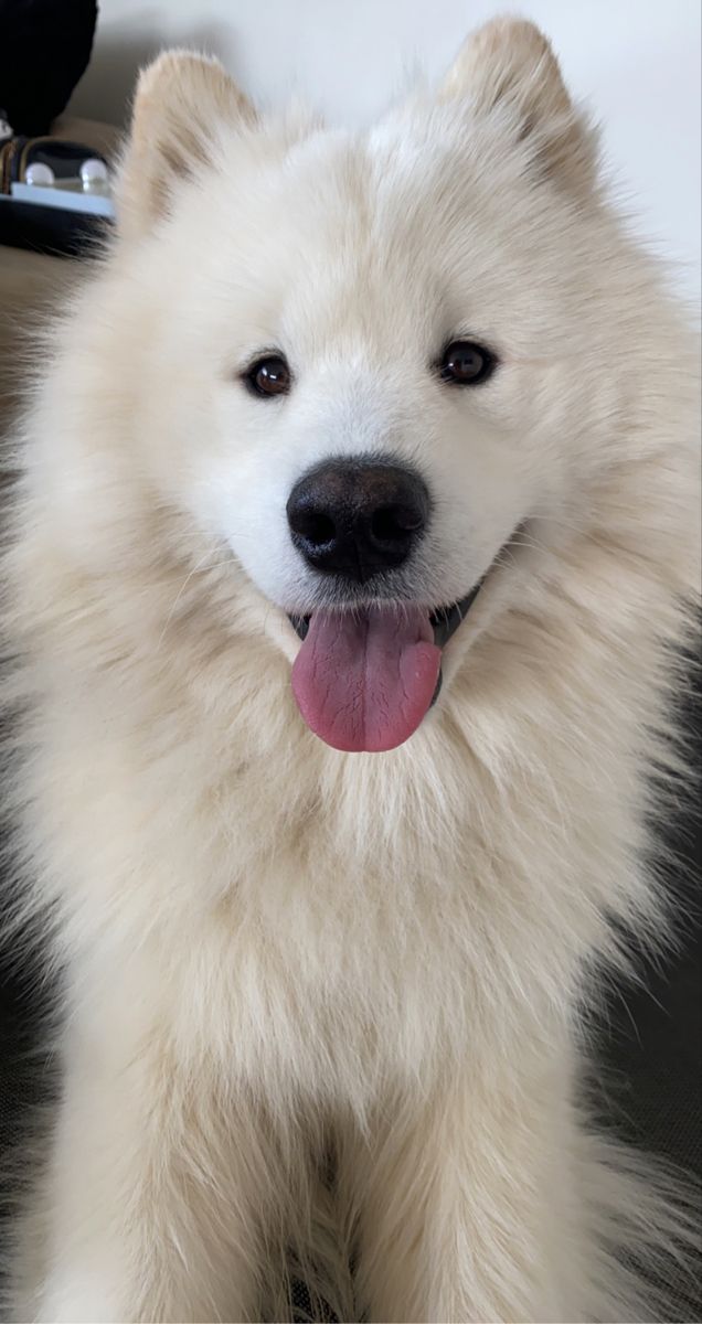 a fluffy white dog sitting on top of a couch