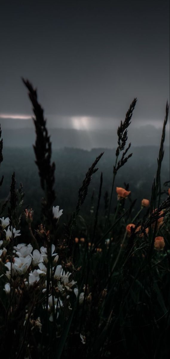 flowers in the foreground with mountains in the background at dusk, taken from an overlook point