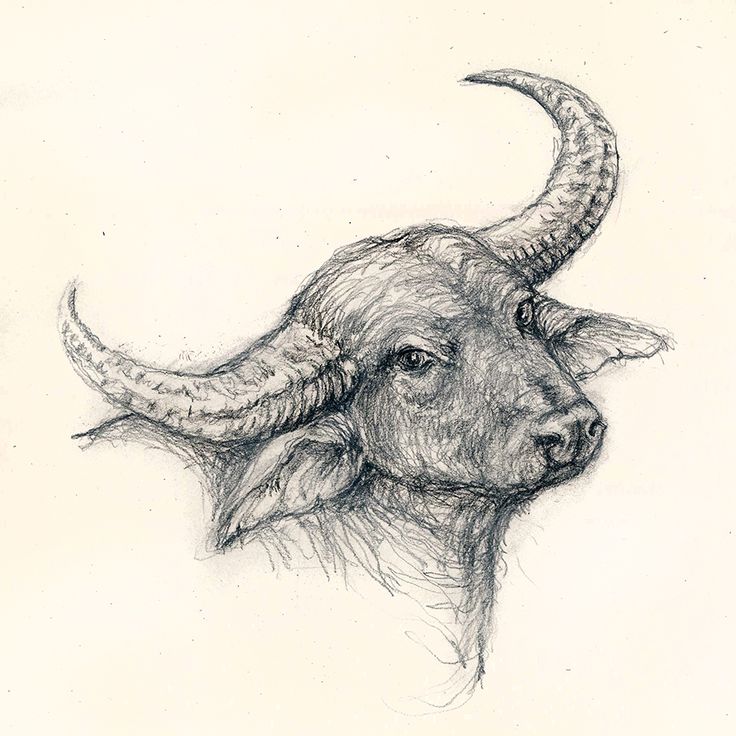 a drawing of a bull's head with long horns