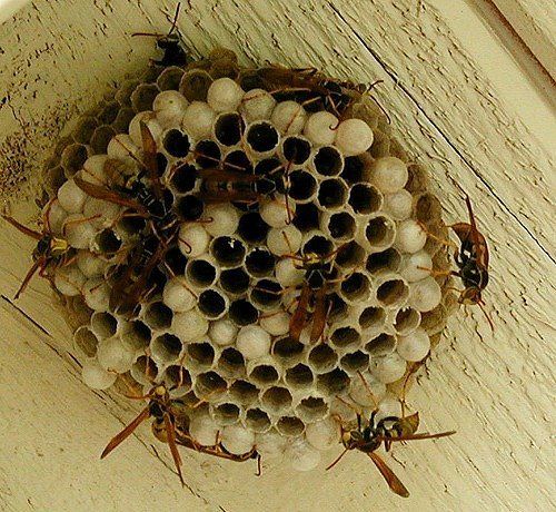 a bunch of birds nest sitting on top of a wall