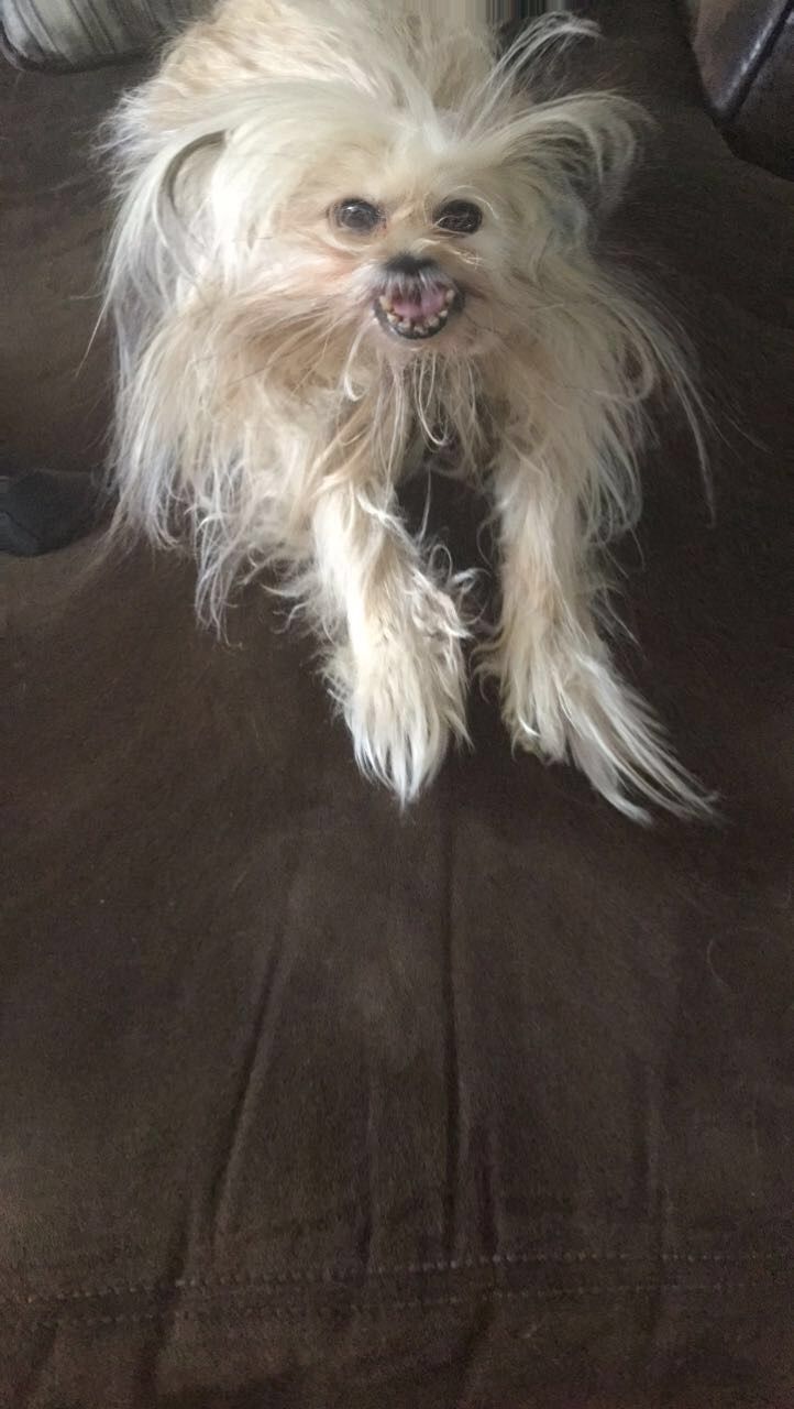 a small white dog sitting on top of a couch