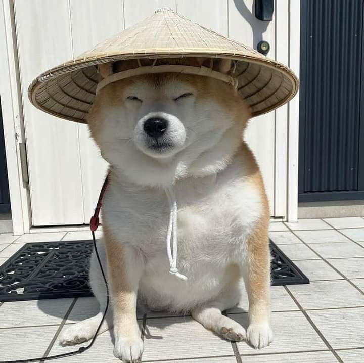 a dog wearing a straw hat sitting on the ground