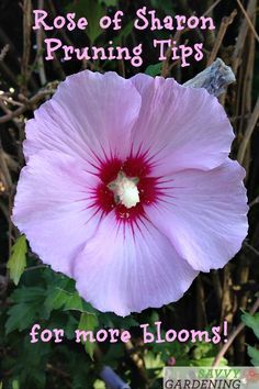 a pink flower with the words rose of shamon pruning tips for more blooms