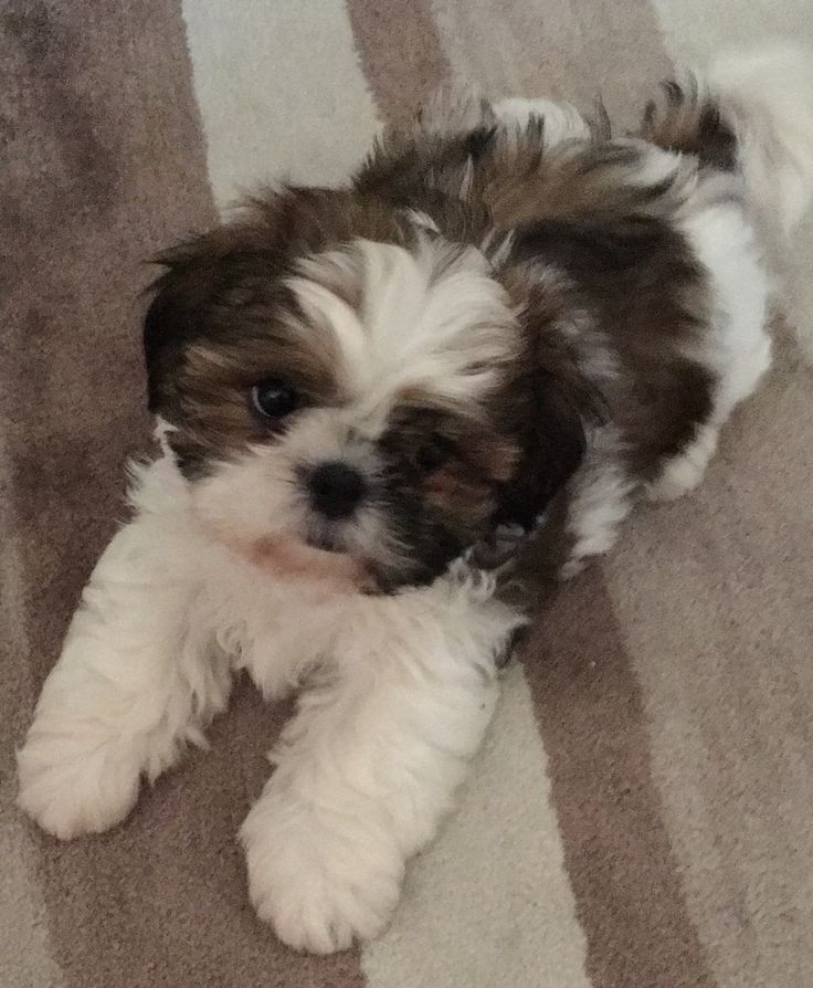 a small brown and white dog laying on the floor