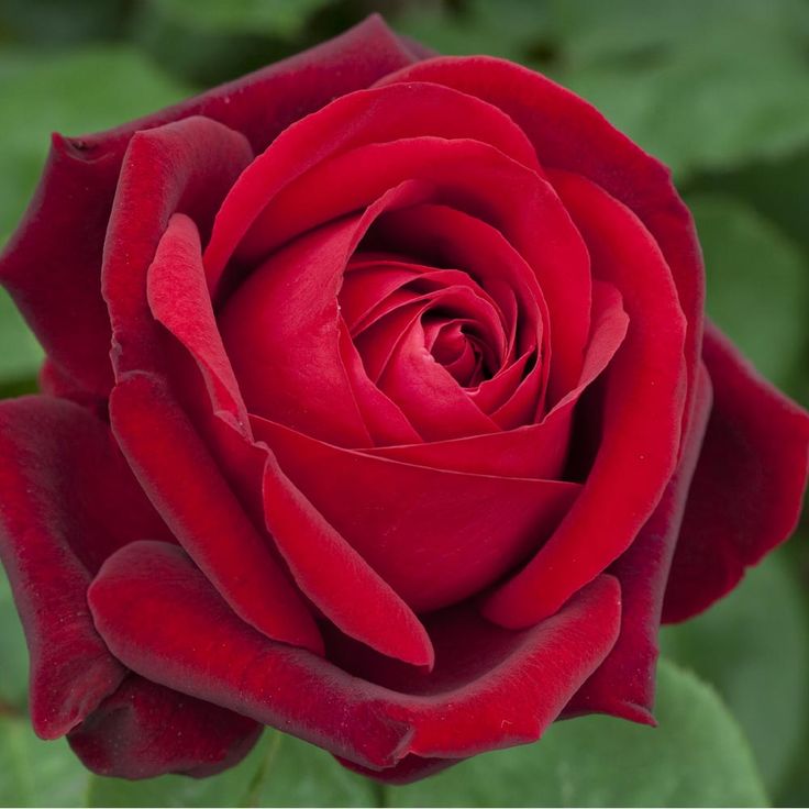 a red rose with green leaves in the background