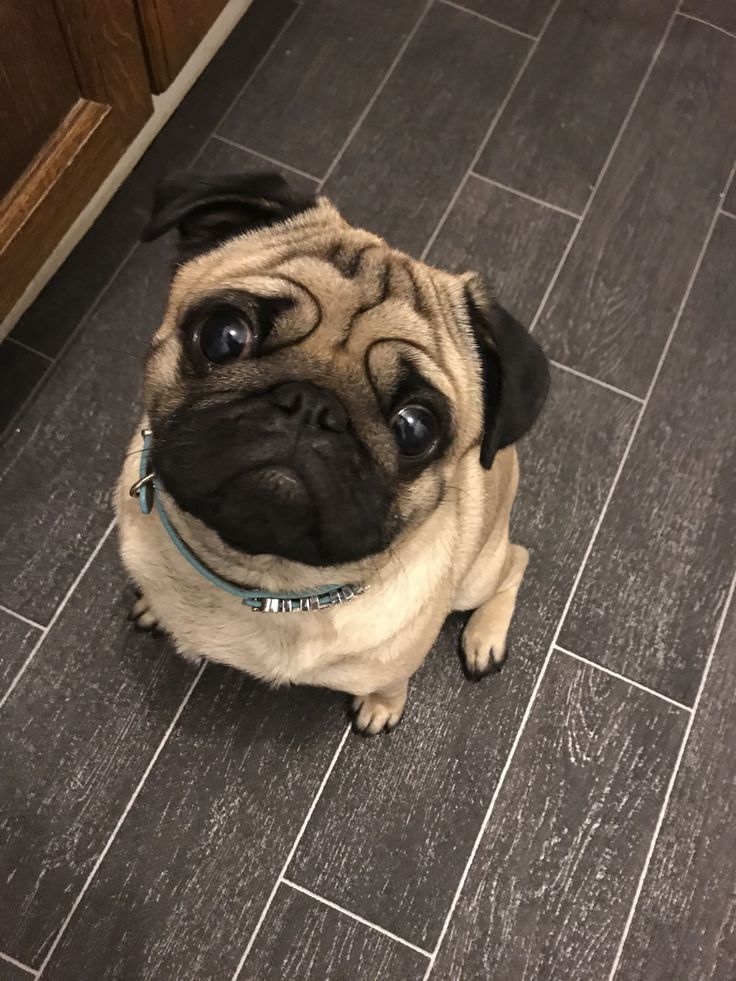 a small pug dog sitting on the floor looking up at something with big eyes